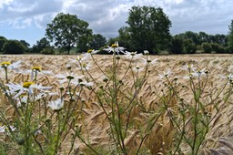 Ærø (1)