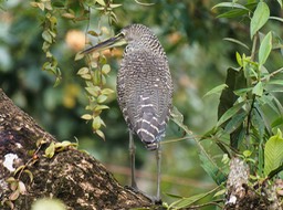 Barra de Pacuare-10, Oroné fascié