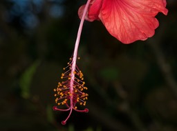 Barra de Pacuare-5