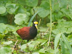 Barra de Pacuare-8, Janaca du Mexique