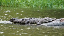 Barra de Pacuare-9, Crocrodile