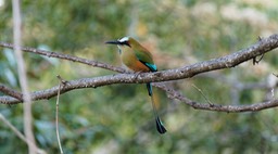 Cerro Lodge-2, Motmot à sourcils bleus