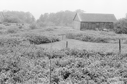L'Anse-à-Valleau 06-2026 (2)