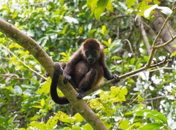 Parque Nacional Cahuita-4, Singe hurleur, 