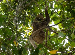 Parque Nacional Cahuita-6, Paresseux didactyle