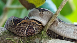 Parque Nacional Corcovado-3, Boa constrictor