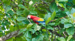 Parque Nacional Corcovado-5, Ara rouge