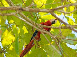 Parque Nacional Manuel Antonio-6, Ara rouge