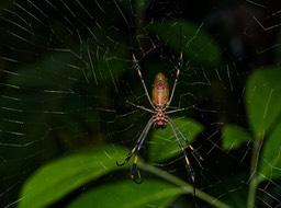 Refugio Nacional Gandoca-Manzanillo-4
