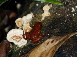 Refugio Nacional Gandoca-Manzanillo-5, Oophaga pumilio
