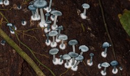 Réserva biologica Tirimbina-11