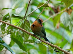 Réserva biologica Tirimbina-4, Motmot roux