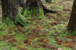 Reserva Forestal Fontinhas (2)