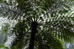 Reserva Forestal Fontinhas (3)