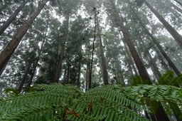 Reserva Forestal Fontinhas (4)