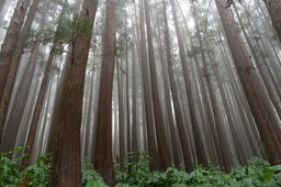 Reserva Forestal Fontinhas (1)