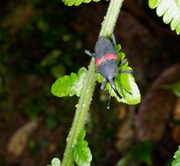 Rio Celeste-13