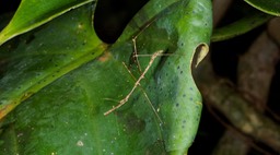 Tenorio Rio Celeste-21