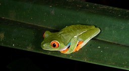 Tenorio Rio Celeste-23, Agalychnis callidryas