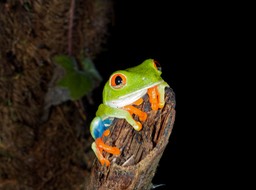 Tenorio Rio Celeste-24, Agalychnis callidryas
