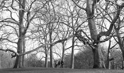 The Green Park (1)